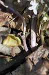 Virginia pennywort